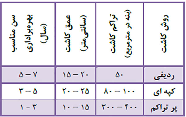 آموزش کاشت زعفران، کاشت پیاز زعفران، تاریخ کشت زعفران، تاریخ کاشت پیاز زعفران، تاریخ کشت بنه زعفران، روش کاشت زعفران، نحوه کاشت زعفران، چگونه زعفران بکاریم