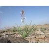 eremurus-persicus