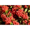 planting-barberry