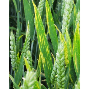 educational-pests-diseases-feed-wheat