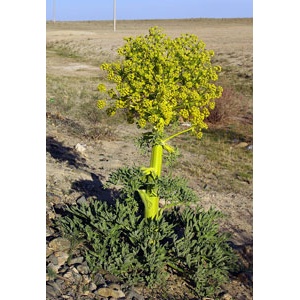 ferula-assa-foetida