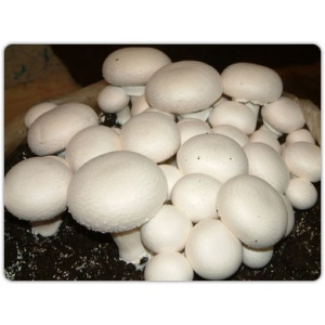 آموزش پرورش قارچ خوراکی، کاشت قارچ دکمه ای و کاشت قارچ صدفی و تولید قارچ خوراکی