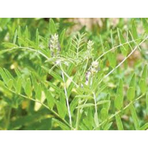 glycyrrhiza-glabra