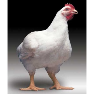 جامع ترین و کامل ترین پکیج آموزش پرورش مرغ گوشتی