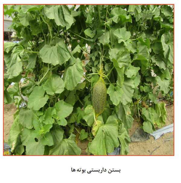 کاشت خربزه در گلخانه