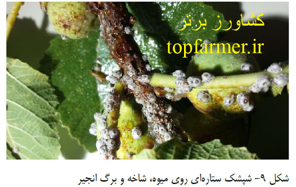 کاشت انجیر و انتخاب رقم و پایه انجیر برای احداث باغ انجیر کاشت انجیر و انتخاب رقم و پایه انجیر برای احداث باغ انجیر