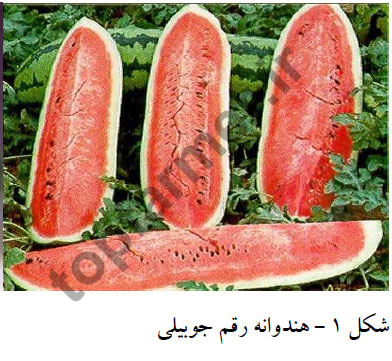 هندوانه رقم جوبیلی