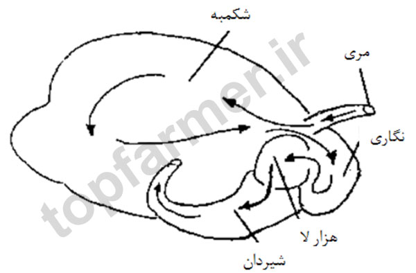 ساختار شکمبه و مسیر حرکت خوراک