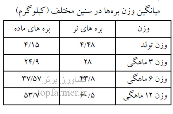 گوسفند افشاری و خصوصیات گوسفند افشاری