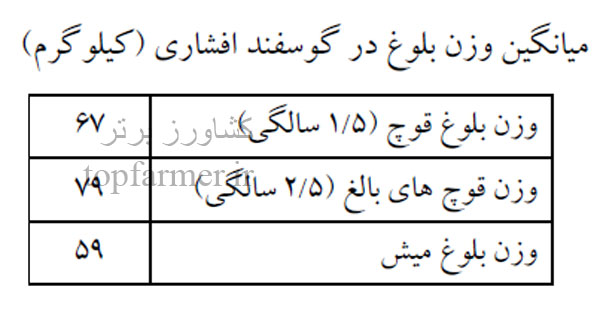 گوسفند افشاری و خصوصیات گوسفند افشاری