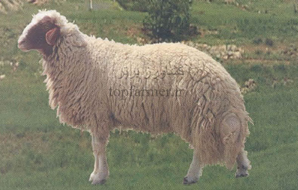 گوسفند سنجابی و خصوصیات و ویژگی های گوسفند سنجابی