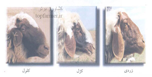 گوسفند سنجابی و خصوصیات و ویژگی های گوسفند سنجابی گوسفند سنجابی و خصوصیات و ویژگی های گوسفند سنجابی