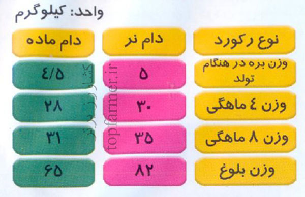 گوسفند  شال و پرورش گوسفند شال