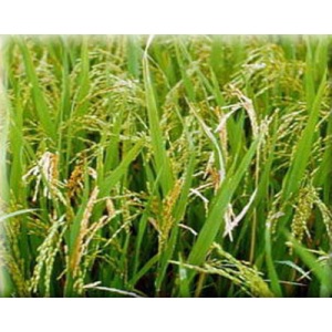 pests-diseases-weeds-rice